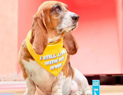 CBD Edibles for Dogs with Anxiety: How They Help Your Pets