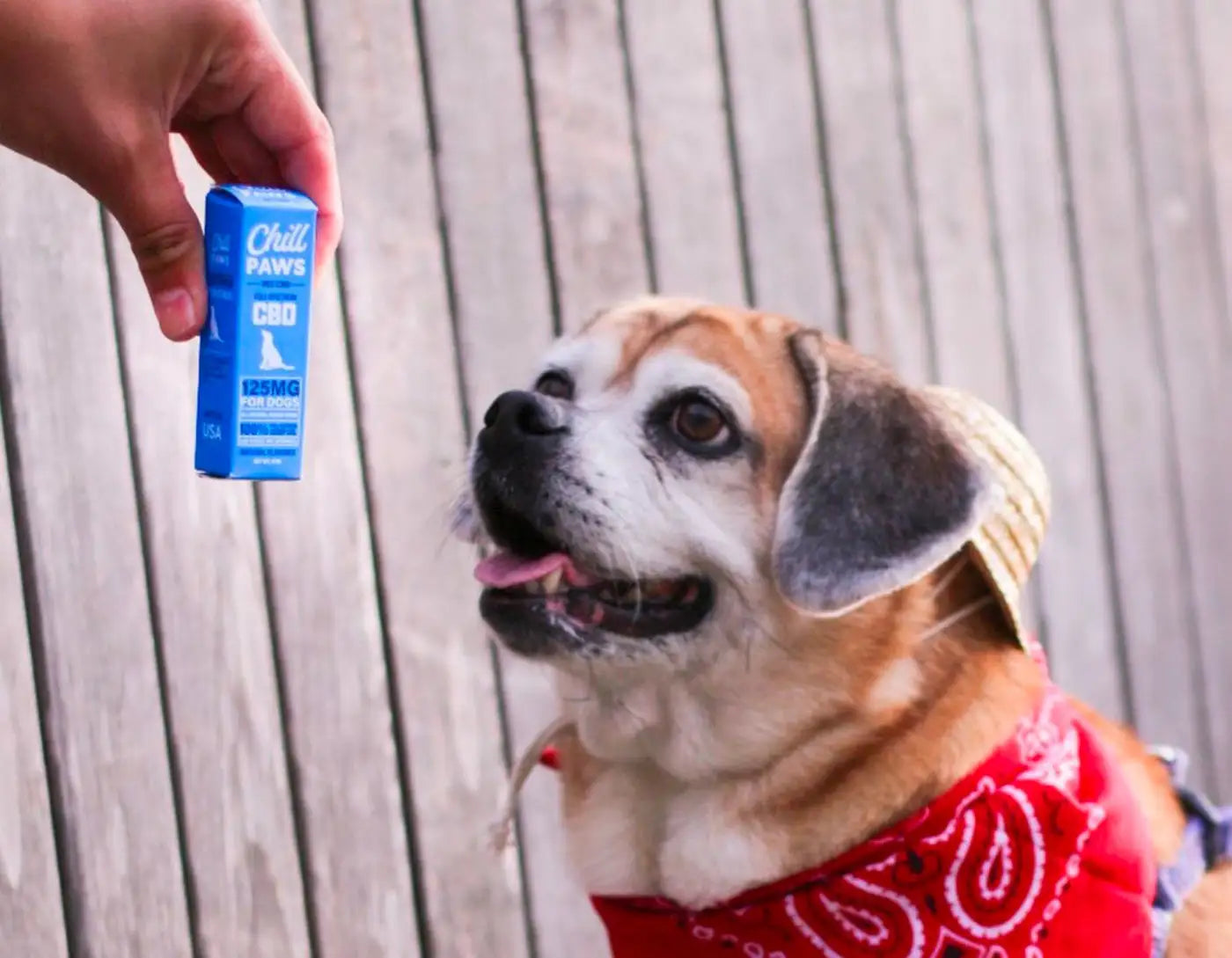 cbd for canine skin issues
