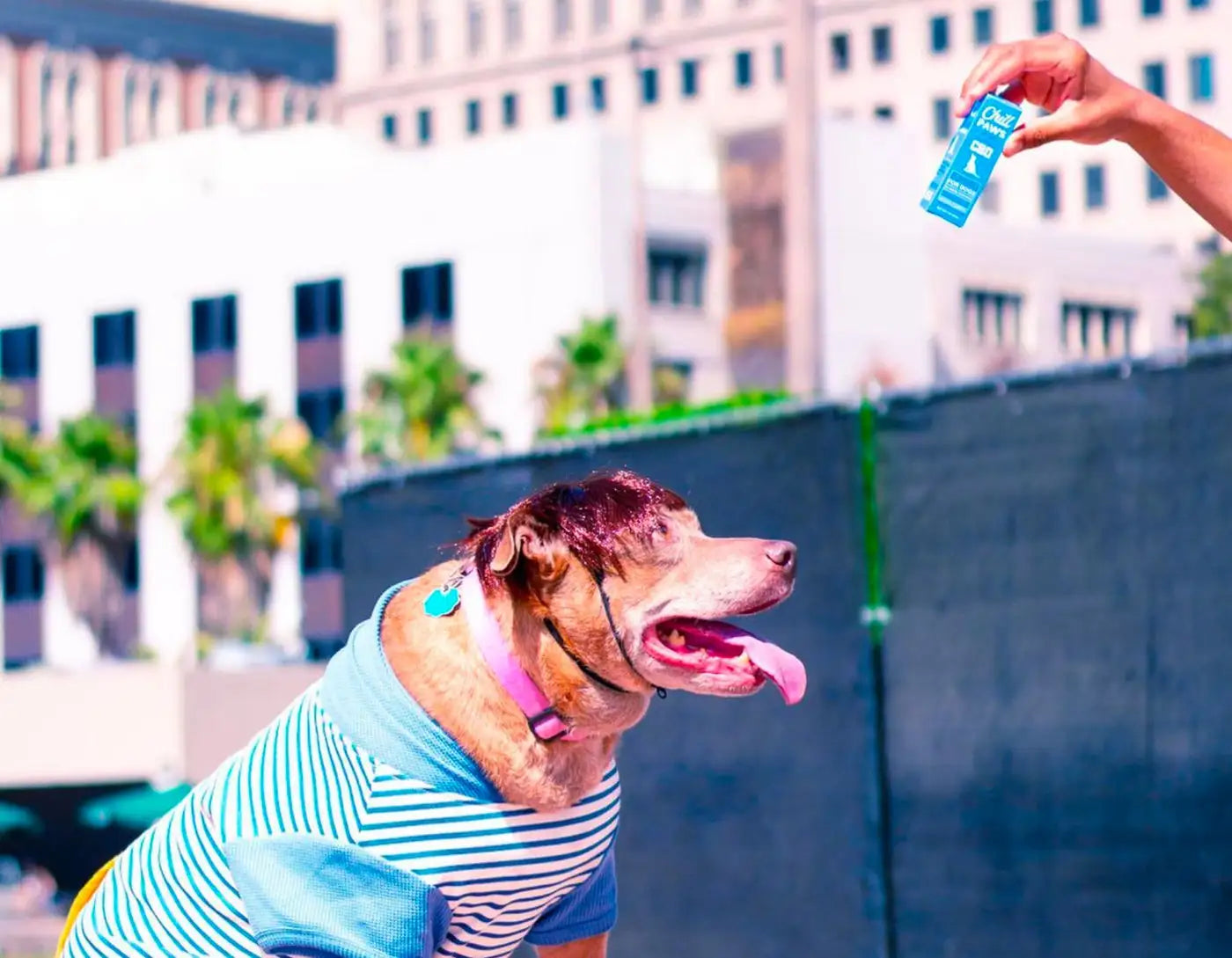canine CBD treatments