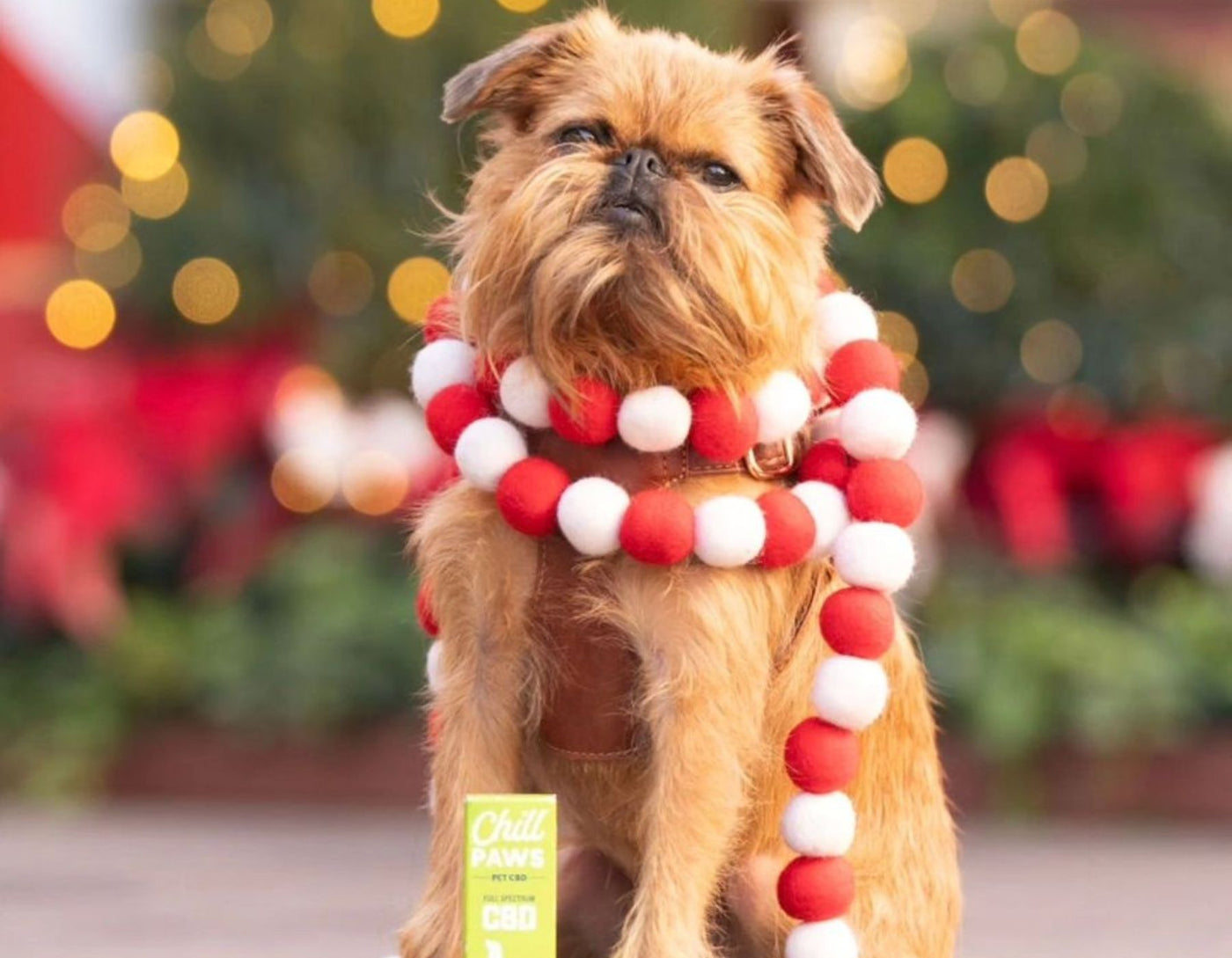 cbd tinctures for dogs