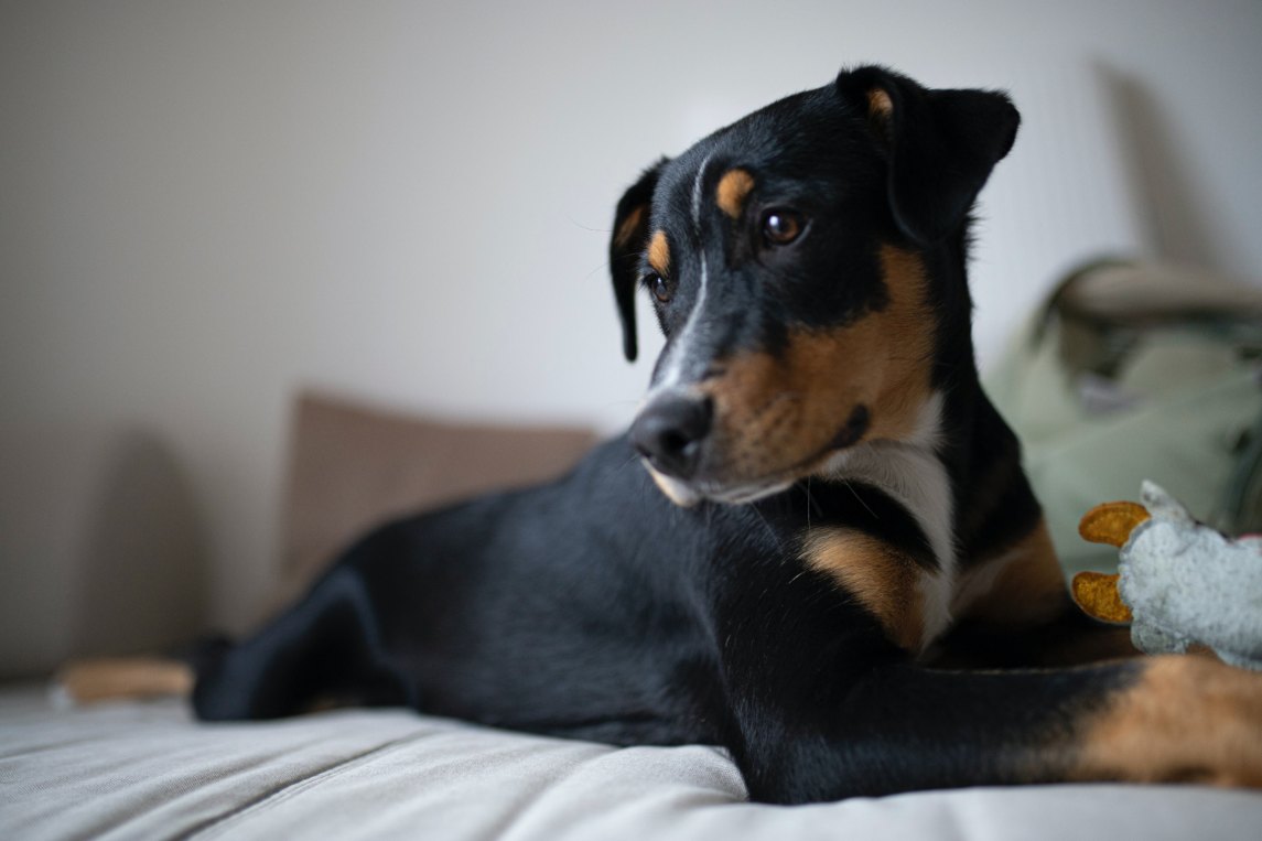 Dog on bed starting to chew things