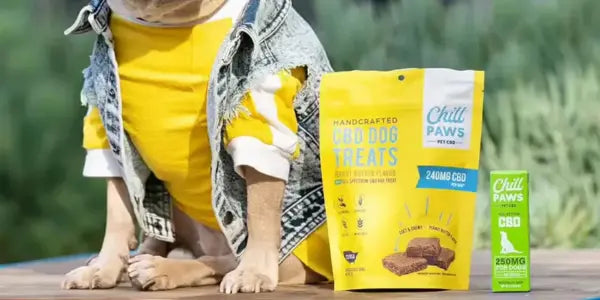 A dog in a yellow shirt and denim vest sitting next to Chill Paws CBD dog treats and a CBD oil bottle.