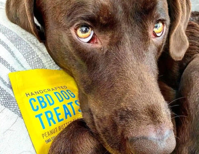 Choosing the Right Hemp Treats for Your Canine Companion