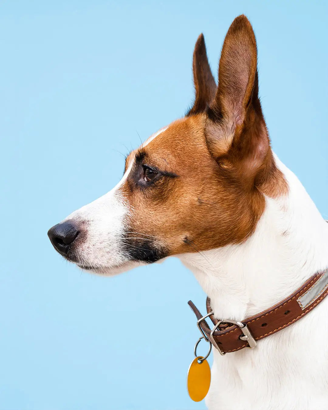 Using Pet CBD Oil to Cook Something Up for Your Furry Companion