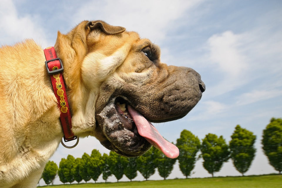 A profile view of a tan dog outside with a drooling open mouth