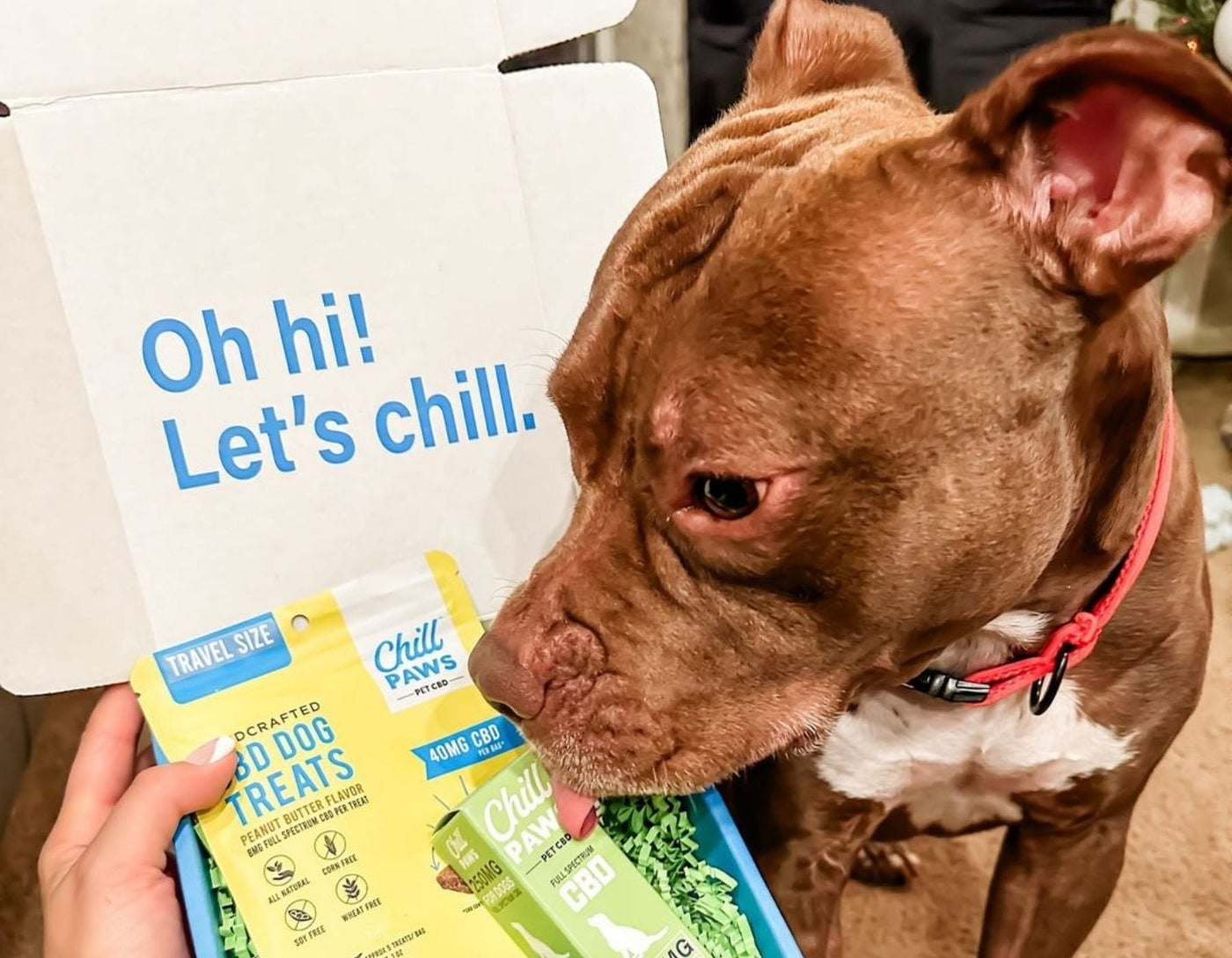 dog cbd treats