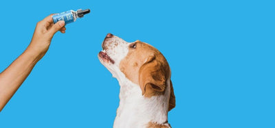 Full Spectrum CBD For Dogs: The Holistic Approach To Canine Health
