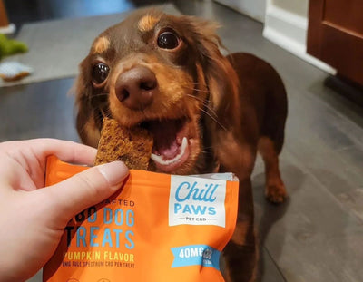 How Hemp Can Enhance Your Dog's Quality of Life