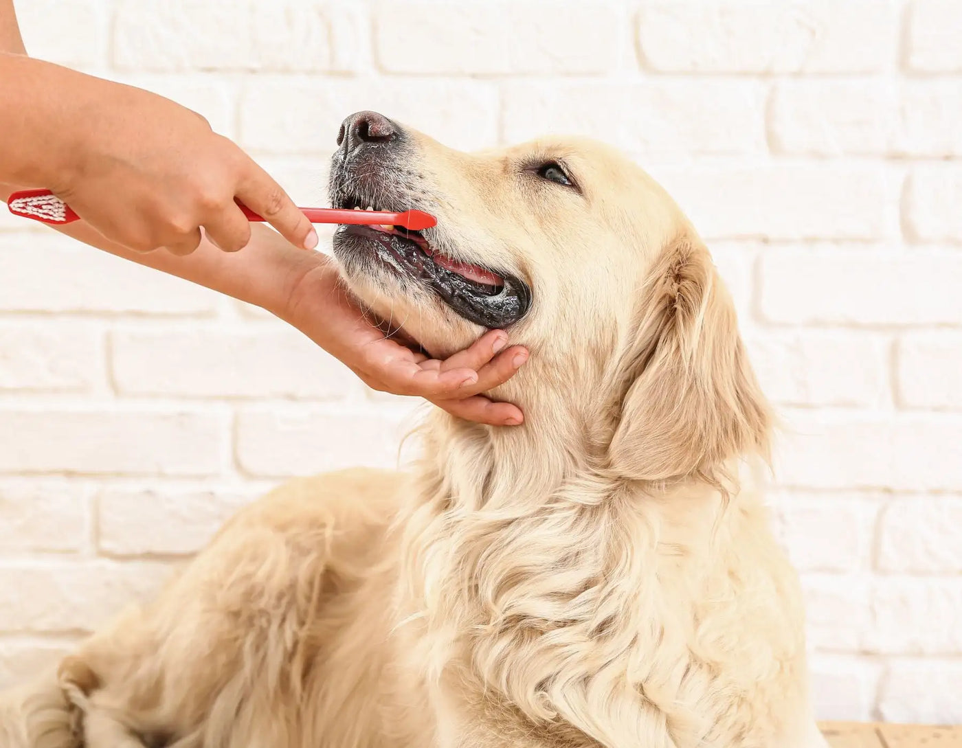 hemp dog treats