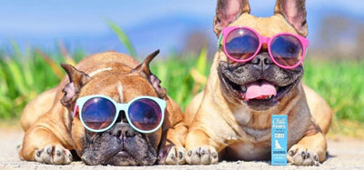 Unleashing The Power Of Hemp In Dog Nutrition