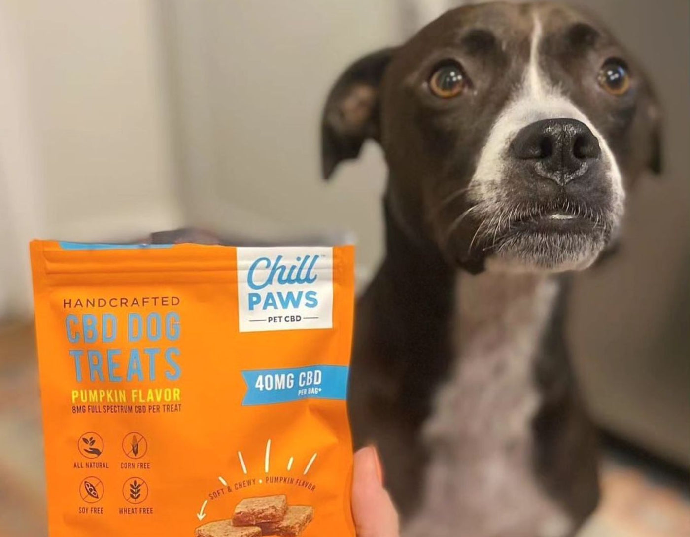 cbd treats for dogs