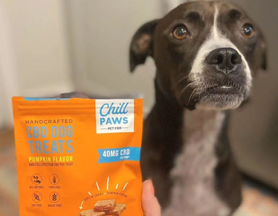 Hemp for Dogs: Unveiling the Multifaceted Health Benefits