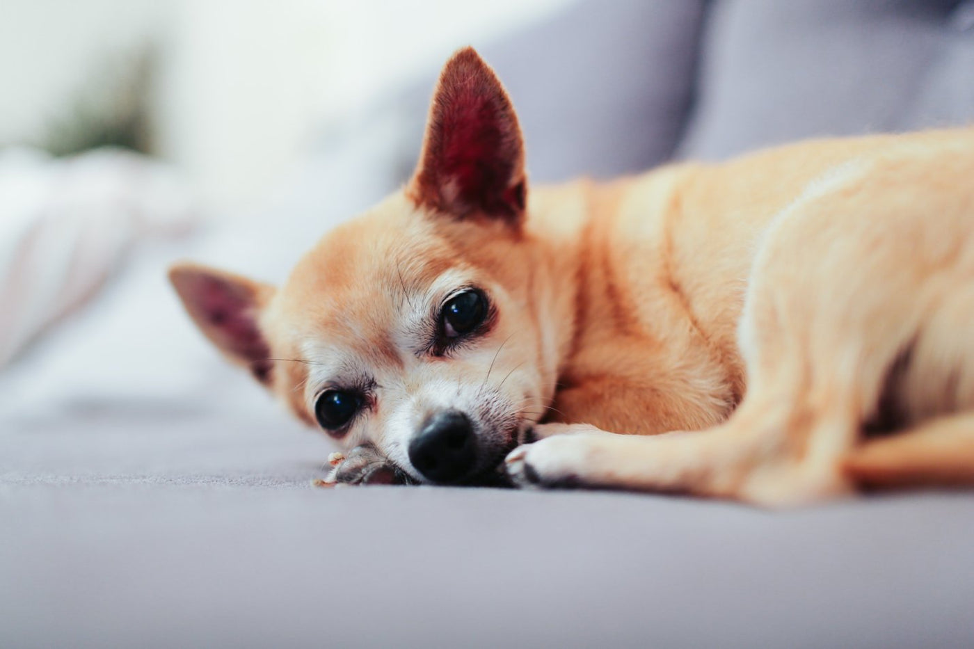  tan chihuahua lying on a white couch
