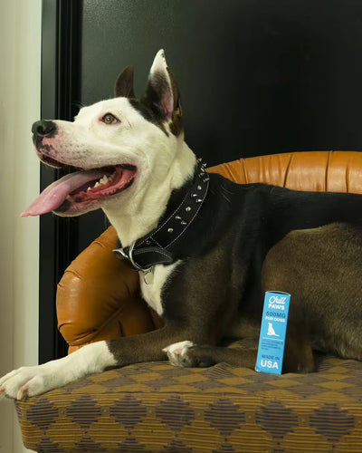 Tips for Preventing Potential Illnesses in Senior Dogs