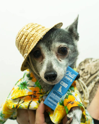 Why Do Some Dogs Get Insomnia?