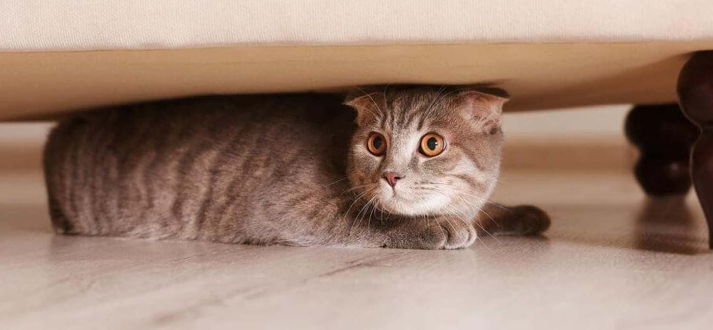 How to Help Your Nervous Cat Deal with 4th of July Fireworks