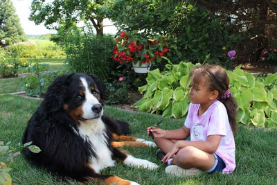 Keeping Your Dog from Getting Aggressive With Visitors to Your Home