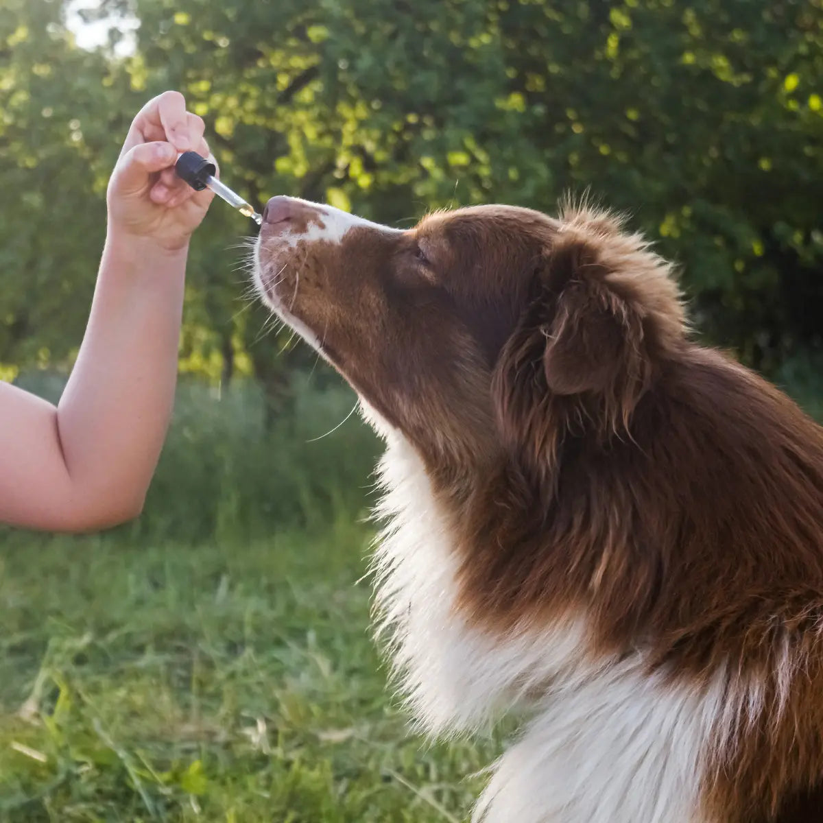 Organic CBD for pet anxiety being administered to a calm brown and white dog outdoors in a green field.