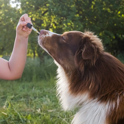 CBD For Anxious Pets: Natural Solutions To Ease Stress