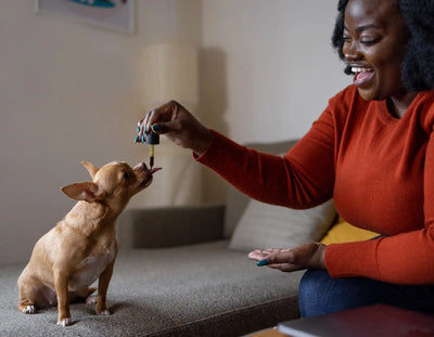 The 5 Major Benefits Of CBD Drops For Dogs