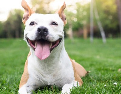 How to Choose High-Quality CBD Chews for Your Dog
