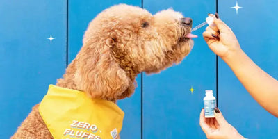 CBD And Pet Health: Natural Relief For Seasonal Skin Irritations