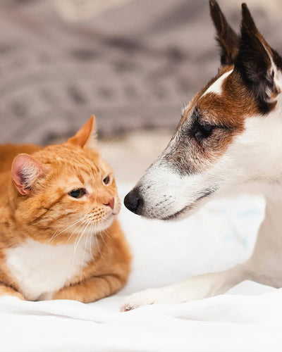 How Identical CBD Milligram Strengths in Pet Products Can Actually Differ