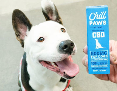 5 Benefits of CBD as a Remedy for Puppy Anxiety