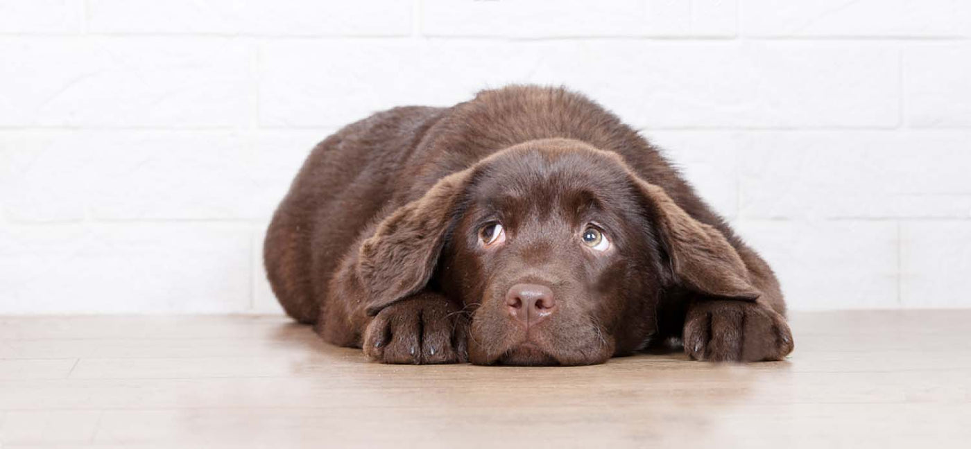 Can Fireworks Hurt Your Dog’s Ears?