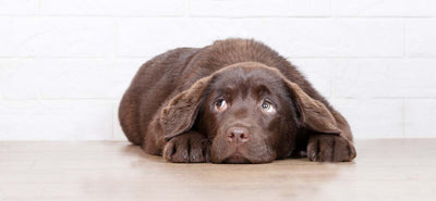 Can Fireworks Hurt Your Dog’s Ears?