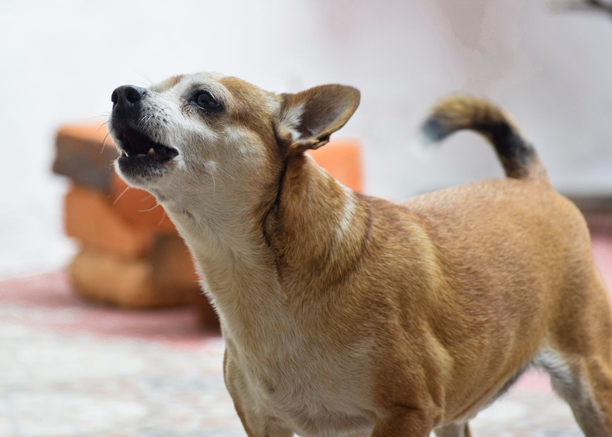 small brown chihuahua barking