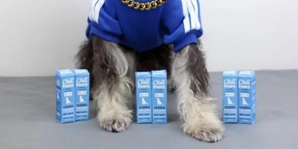  Stress relief for dogs shown with a pup in a tracksuit surrounded by Chill Paws CBD oil boxes.