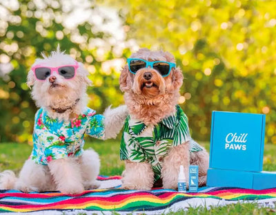 How THC Dog Treats Alleviate Anxiety in Pets