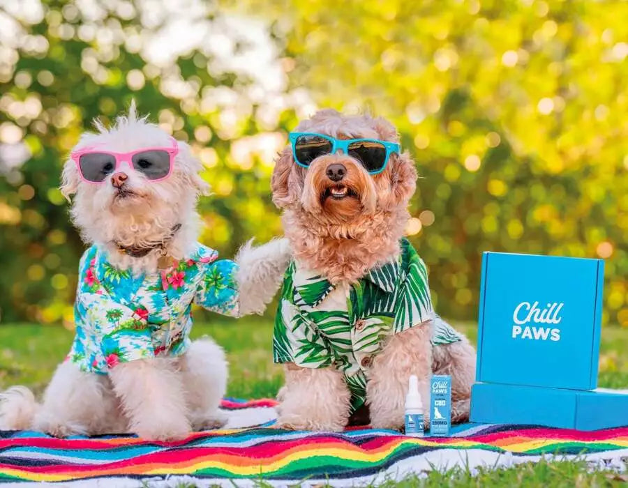thc dog treats