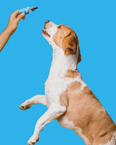 Proper Tips for Discussing Pet CBD Oil with Your Veterinarian