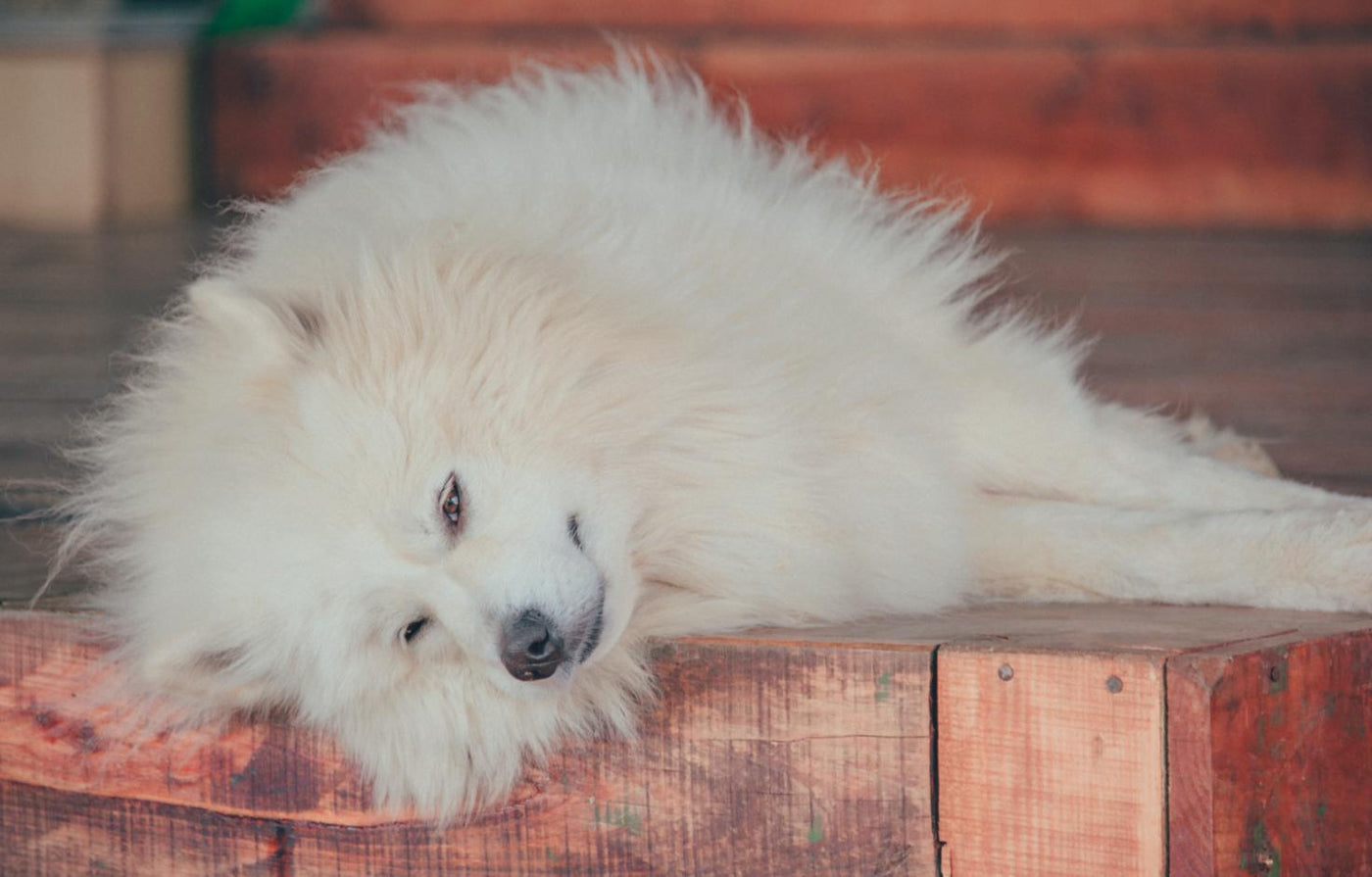 White chow dog lays down in hot weather.
