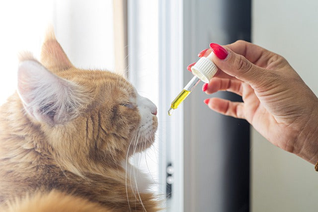 Woman gives hemp oil for cats to her cat from a dropper