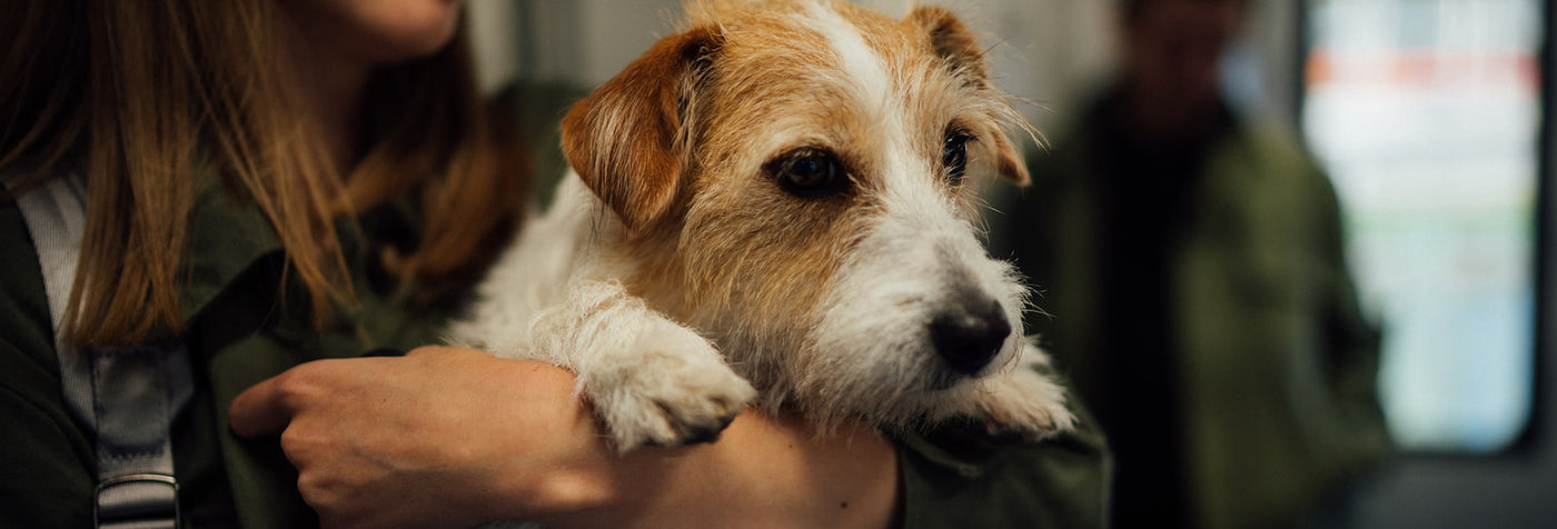 How to Calm a Jack Russell Terrier