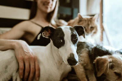 Is CBD Safe for Dogs and Cats?