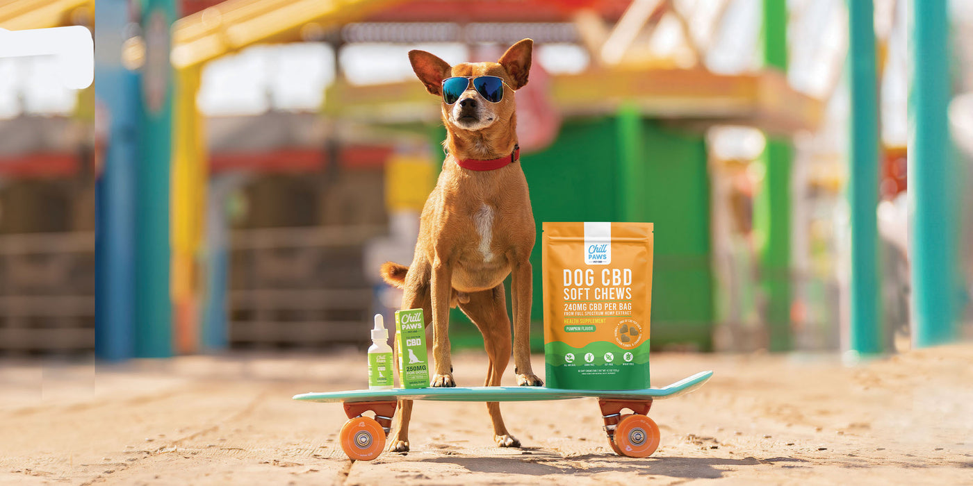 CBD dog treats for anxiety displayed with stylish dog on skateboard, featuring Chill Paws soft chews and oil at the beach.